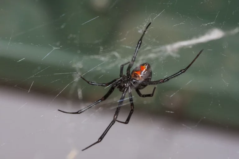 black widow closeup