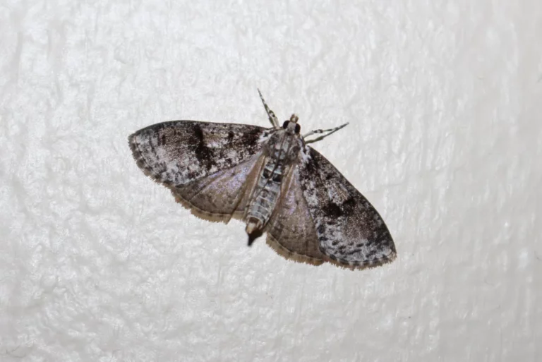 Brown House Moth 768x513.webp