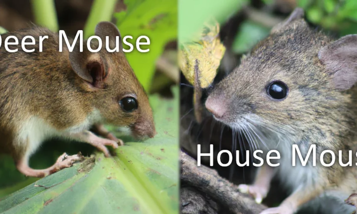 Deer Mouse vs. House Mouse: Spot the Differences! | On Demand