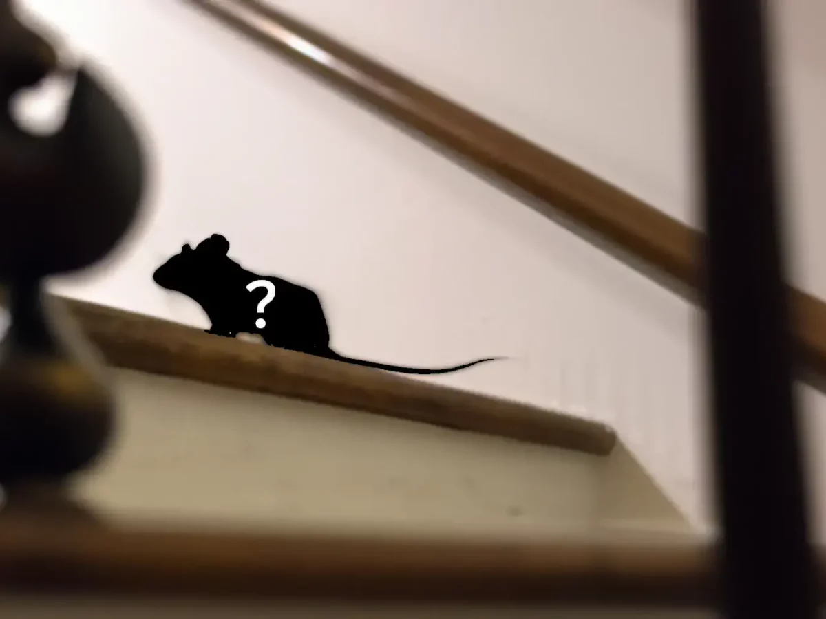 Can Mice Climb Stairs and Walls? How to Keep Them Out!