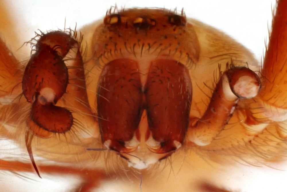 brown recluse fangs up close