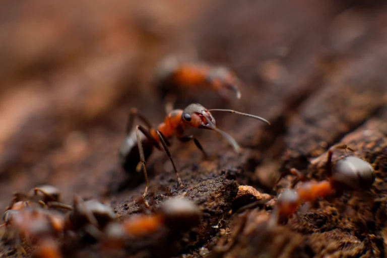 Ant. Original public domain image