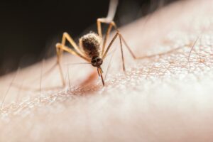 mosquito biting on skin