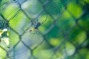 macro photography of argiope spider