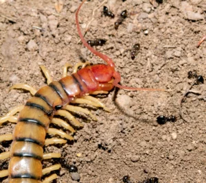 Common Desert Centipede (Scolopendra polymorpha)