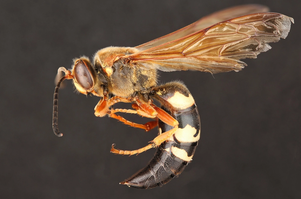 Eastern cicada killer (Crabronidae, Sphecius