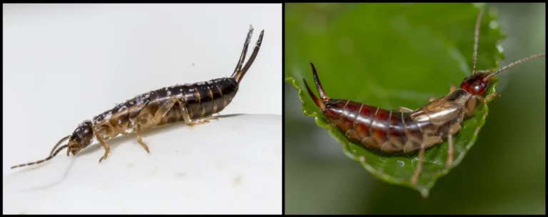 earwig closeups