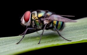 common green bottle fly on leaf